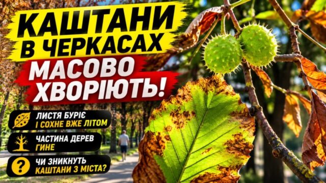 1308_kashtany1