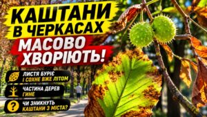 У Черкасах масово хворіють каштани. Однією з головних причин є каштанова мінуюча міль, до якої можуть додаватися грибкові захворювання листя