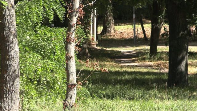 1308_kashtany4