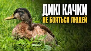 Дикі качки, що оселились у середмісті Черкас, більше не бояться людей