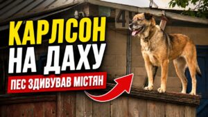 «Карлсон» на даху: допитливому черкаському псу звичайних прогулянок виявилося замало