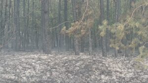 Пожежа на Черкащині: мешканці повідомляють про сильне задимлення та вибухи, супутники фіксують понад 500 га термічних аномалій