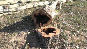 У Черкасах біля П’ятої поліклініки зрізали 12 тополь. Деревам було понад 45 років, вони досягли граничного віку та перебували в аварійному стані
