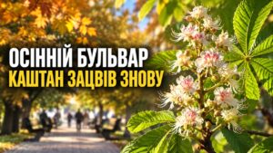 Літо начебто вже пішло, а каштан із цим категорично не погодився