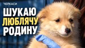 У Черкасах шукають родину для особливого цуценяти, яке залишили біля школи №20